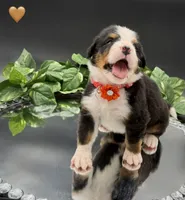 Orange Collar , a male Bernese Mountain Dog for sale in Kingston, OH – 8 of 10