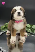 Pink Collar, a female Bernese Mountain Dog and Saint Bernard for sale in Kingston, OH – 3 of 10
