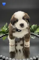 Dark Blue Collar, a male Bernese Mountain Dog and Saint Bernard for sale in Columbus, US – 4 of 10