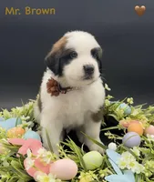 Brown Collar - Dep. hold, a male Saint Bernard for sale in Columbus, US – Photo 1 of 9