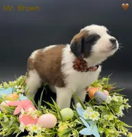 Brown Collar - Dep. hold, a male Saint Bernard for sale in Columbus, US – Photo 6 of 9