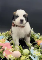 Brown Collar - Dep. hold, a male Saint Bernard for sale in Columbus, US – Photo 8 of 9