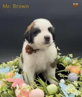 Brown Collar - Dep. hold, a male Saint Bernard for sale in Columbus, US – Photo 5 of 9