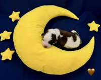 Brown Collar - Dep. hold, a male Saint Bernard for sale in Columbus, US – Photo 4 of 9