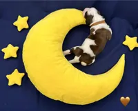 Brown Collar - Dep. hold, a male Saint Bernard for sale in Columbus, US – Photo 3 of 9