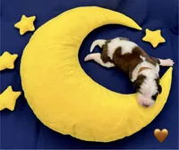 Brown Collar - Dep. hold, a male Saint Bernard for sale in Columbus, US – Photo 2 of 9