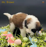 Brown Collar - Dep. hold, a male Saint Bernard for sale in Columbus, US – Photo 7 of 9