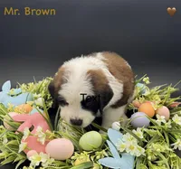 Brown Collar - Dep. hold, a male Saint Bernard for sale in Columbus, US – Photo 9 of 9