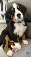 Dark Blue Collar, a male Bernese Mountain Dog for sale in Kingston, OH – 8 of 10
