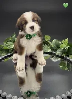 Green Collar, a male Bernese Mountain Dog and Saint Bernard for sale in Columbus, US – 6 of 10