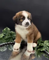 Black Collar, a female Bernese Mountain Dog and Saint Bernard for sale in Kingston, OH – 6 of 10