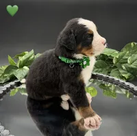 Green Collar, a male Bernese Mountain Dog for sale in Columbus, US – 10 of 10