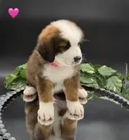 Pink Collar, a female Bernese Mountain Dog and Saint Bernard for sale in Kingston, OH – 2 of 10