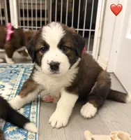 Red Collar, a female Bernese Mountain Dog and Saint Bernard for sale in Columbus, US – 5 of 9