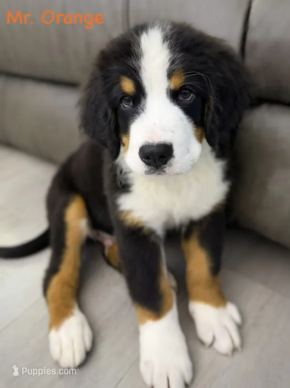 Orange Collar  – Bernese Mountain Dog puppy for sale in Kingston, OH