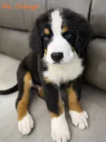 Orange Collar , a male Bernese Mountain Dog for sale in Kingston, OH – 1 of 10