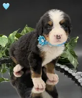 Light Blue, a male Bernese Mountain Dog for sale in Columbus, US – 5 of 10