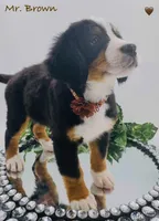 Brown, a male Bernese Mountain Dog for sale in Columbus, US – Photo 10 of 10