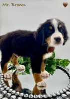 Brown, a male Bernese Mountain Dog for sale in Columbus, US – Photo 8 of 10