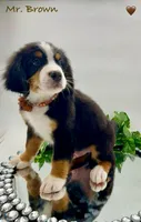 Brown, a male Bernese Mountain Dog for sale in Columbus, US – Photo 1 of 10