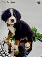 Brown, a male Bernese Mountain Dog for sale in Columbus, US – Photo 9 of 10