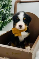 Brown, a male Bernese Mountain Dog for sale in Columbus, US – Photo 5 of 10