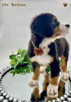 Brown, a male Bernese Mountain Dog for sale in Columbus, US – Photo 7 of 10