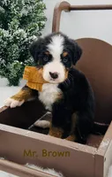 Brown, a male Bernese Mountain Dog for sale in Columbus, US – Photo 6 of 10