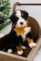 Brown, a male Bernese Mountain Dog for sale in Columbus, US – Photo 4 of 10