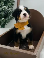 Brown, a male Bernese Mountain Dog for sale in Columbus, US – Photo 3 of 10
