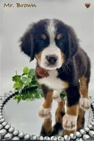 Brown, a male Bernese Mountain Dog for sale in Columbus, US – Photo 2 of 10