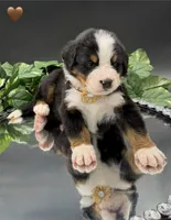 Brown Collar, a male Bernese Mountain Dog for sale in Columbus, US – 4 of 10