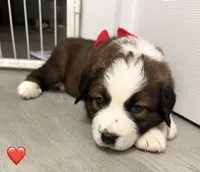 Red Collar, a female Bernese Mountain Dog and Saint Bernard for sale in Columbus, US – 6 of 9