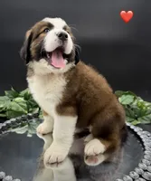 Red Collar, a female Bernese Mountain Dog and Saint Bernard for sale in Kingston, OH – 6 of 10