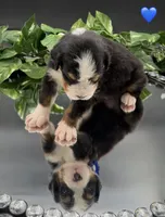 Dark Blue Collar, a male Bernese Mountain Dog for sale in Columbus, US – 6 of 10