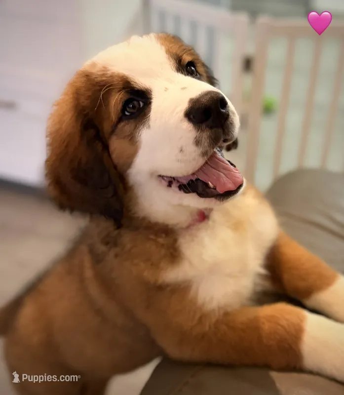 Pink Collar – Bernese Mountain Dog, Saint Bernard puppy for sale in Kingston, OH