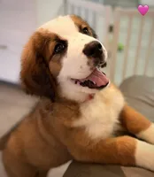 Pink Collar, a female Bernese Mountain Dog and Saint Bernard for sale in Kingston, OH – 1 of 10