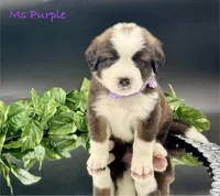 Purple Collar, a female Bernese Mountain Dog and Saint Bernard for sale in Columbus, US – Photo 10 of 10