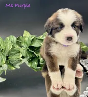 Purple Collar, a female Bernese Mountain Dog and Saint Bernard for sale in Columbus, US – Photo 9 of 10