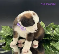 Purple Collar, a female Bernese Mountain Dog and Saint Bernard for sale in Columbus, US – Photo 6 of 10