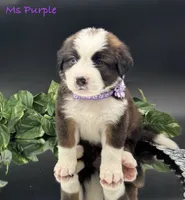 Purple Collar, a female Bernese Mountain Dog and Saint Bernard for sale in Columbus, US – Photo 7 of 10