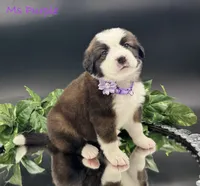 Purple Collar, a female Bernese Mountain Dog and Saint Bernard for sale in Columbus, US – Photo 5 of 10