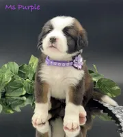 Purple Collar, a female Bernese Mountain Dog and Saint Bernard for sale in Columbus, US – Photo 1 of 10