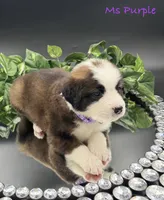 Purple Collar, a female Bernese Mountain Dog and Saint Bernard for sale in Columbus, US – Photo 8 of 10