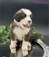 Purple Collar, a female Bernese Mountain Dog and Saint Bernard for sale in Columbus, US – Photo 3 of 10