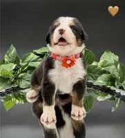 Orange Collar , a male Bernese Mountain Dog for sale in Kingston, OH – 4 of 10