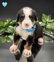 Light Blue, a male Bernese Mountain Dog for sale in Columbus, US – 4 of 10