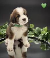 Green Collar, a male Bernese Mountain Dog and Saint Bernard for sale in Columbus, US – 5 of 10