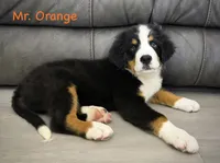 Orange Collar , a male Bernese Mountain Dog for sale in Kingston, OH – 5 of 10