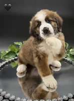 Black Collar, a female Bernese Mountain Dog and Saint Bernard for sale in Kingston, OH – 2 of 10